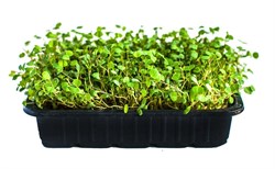 Люцерна Альфа семена для проращивания микрозелени, 100г - фото 10853