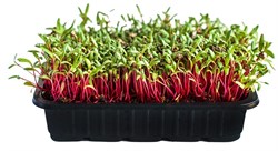 Свекла красная семена для проращивания микрозелени и беби листьев, 100г - фото 10867