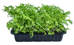 Мицуна (мизуна) зеленая семена для проращивания микрозелени и беби зелени, 100г - фото 13127