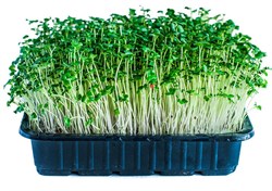 Брокколи Калабрезе семена для проращивания микрозелени, 100г - фото 13128