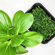 Пак-чой (бок-чой) семена для выращивания салата, 100г