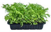 Мицуна (мизуна) зеленая семена для проращивания микрозелени и беби зелени, 100г