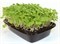 Руккола семена для проращивания микрозелени и беби зелени, 100г - фото 10857