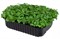Капуста кале (кейл) кудрявая Черная Тосканская семена для проращивания микрозелени и беби зелени, 50г - фото 10859
