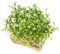 Кориандр (Кинза) семена для проращивания микрозелени и зелени, 100г - фото 10863