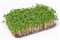 Кресс салат семена для проращивания микрозелени, 100г - фото 13125
