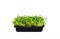 Люцерна Альфа семена для проращивания микрозелени, 100г - фото 15864